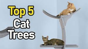 Need something for a 20 pound cat? Best Cat Trees For Large Cats Top 5 Of 2019 Youtube