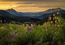Check spelling or type a new query. Best Flower Fields In The United States