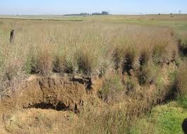 Image result for Aspidoglossum hirundo