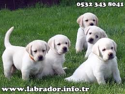 labrador dunyasi labrador dog yellow lab puppies labrador retriever