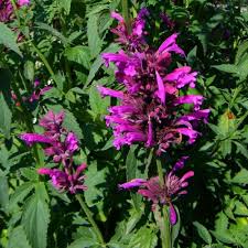 Plantes Vivaces Agastache Mexicana Sangria Agastache Mexicaine En Vente Pepiniere Lepage