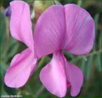 Image result for Faurea rochetiana