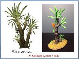 Williamsonia (williamsonia sewardiana sahni) an indian type williamsonia sewardiana sahni has been described from the jurrasic period. Williamsonia Fossil Gymnosperm Spot Youtube
