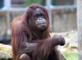 Memberships Blackpool Zoo