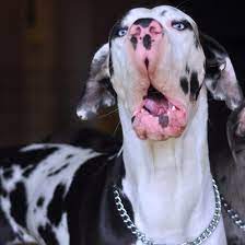 Dogs Caught Mid Sneeze