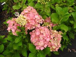 Seduction techniques for a man which goes beyond attraction. Baumschule Eggert Blutenstraucher Baumschulen Heckenpflanzen Hydrangea Macrophylla Belle Seduction Bauernhortensie Belle Seduction Jetzt Gunstig Online Kaufen