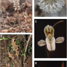 Image result for Disperis thomensis