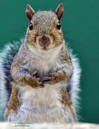 I M A Squirrel By Richard Marlow 500px Squirrel Squirrel Funny Animals