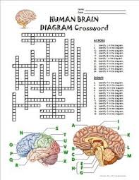 Brain Crossword With Diagram Editable Brain Diagram Human Brain Diagram Diagram