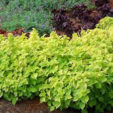 Image result for Coleus