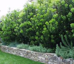 Image result for Myrica