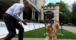 The 145th westminster kennel club dog show kicked off saturday at lyndhurst estate in this year's show will feature 206 breeds and 2,500 dogs from the 50 us states, puerto rico, washington. Jke0srvrcnesrm