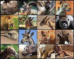Use it or lose it they say, and that is certainly true when it comes to cognitive ability. Fun Mammals Quiz Free Interactive General Science Quiz For Kids