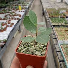 Image result for Raphionacme lanceolata