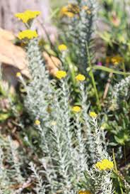 Image result for Wahlenbergia paludicola