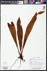 Image result for Loxogramme latifolia