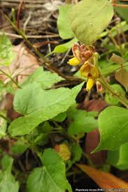 Image result for Rhynchosia viscosa