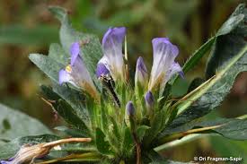 Image result for Monanthotaxis buchananii