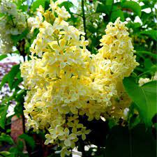 Pin By Liudmila Diana Chiriac On Flowers Lilac Tree Pretty Flowers Lilac Bushes