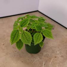 Image result for Grewia mollis