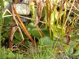 C'est parfait pour les crevettes. Hiverner Les Plantes Aquatiques Quelles Plantes Rentrer