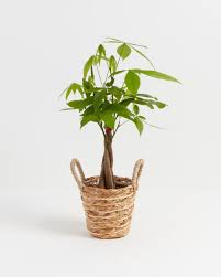 Gift basket ideaschristmas gift ideas 2020how to make gift basketsdollar tree diy gift baskets. Money Tree For Delivery Tropical Indoor Plants Lively Root