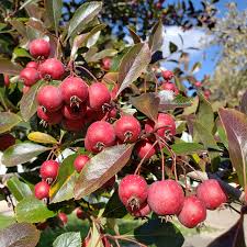 Image result for Hawthorn