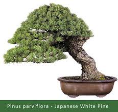 The little book of bonsai: 24 Common Bonsai Species Ideas Bonsai Bonsai Tree Species