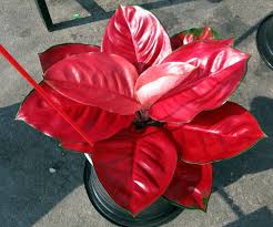 Pin Di Chinese Evergreen Plants Aglaonema