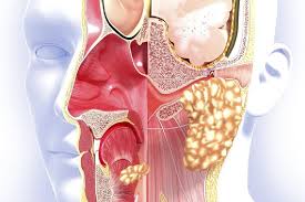 Cz24774855 prague, czech republic spisová značka: Pruvodce Nosni Dutine A Rakovine Paranasalniho Sinu