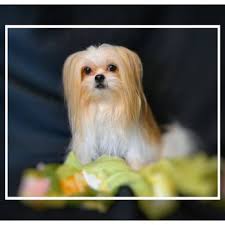You can find mi ki puppies priced from $1250 usd to $3500 usd with one of our credible breeders. Dakota Mi Kis Pet Breeders Watertown Sd Phone Number