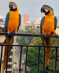 Birds For Sale In Florida Craigslist Blue And Yellow Macaw For Sale