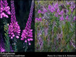 Image result for Polygalaceae