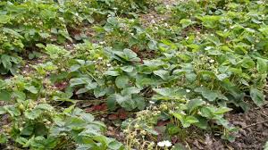 Die aromatischen süßen früchte sind bei groß und klein beliebt. Erdbeeren Mit Pflege Zum Roten Genuss Aus Dem Garten Garten Diybook At