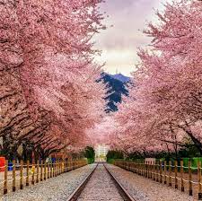 The song was recorded in 2013 and three takes were done. Best Cherry Blossom Cities In The World Where To See Cherry Blossoms