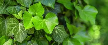 Image result for Hedera