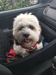 Guess I'm a have to ride shotgun