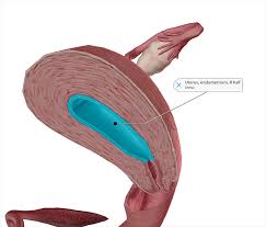 Most women have two ovaries, one on the right and one on the left. 5 Facts About The Ovaries And Ovarian Cancer