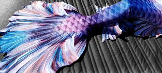 Combtail betta fish are similar to crowntails in that the tail's rays are longer than the webbing. Wisteria Betta Fish Mermaid Tail Shello Mermaid