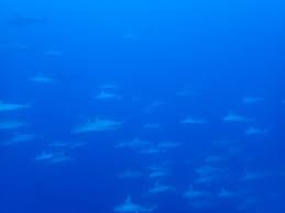 Yonaguni has an underwater formation of geology that is often referred to as underwater ruins. learn why this is geology and not archaeology. Yonaguni Island Has Amazing Ocean Where You Can Encounter Whale Sharks Manta Rays Schools Of Barracuda Not To Mention Hundreds Of Hammerhead Sharks And Mysterious Underwater Ruins Https En Marinediving Com Area Okinawa Yonaguni Yonagunijima