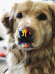 Households (62% of all households). Pet Photography Ideas Popular Pet Photographers Interviews