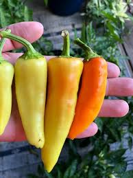 It is not considered a hot pepper, offering either no heat or a slight their yellowish color and shape strongly resemble bananas when they are ripe on the plant, so the name is a reference to this similarity. When To Pick Banana Peppers Harvesting Banana Peppers