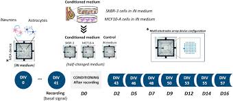 Image result for Mohria marginalis