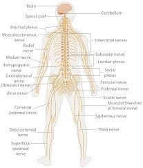 Peripheral nervous system, medical vector illustration diagram with. Nervous System The Definitive Guide Biology Dictionary