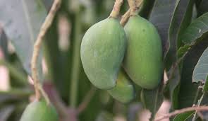 Image result for Mangifera indica