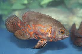 Oscar fish (also known as velvet cichlids) are an extremely popular freshwater fish in the aquarium community. The Life Span Of The Amazing Oscar Fish Will Surely Shock You Pet Ponder