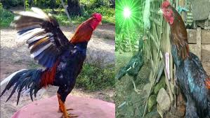 Tips Mengatasi Nafsu Makan Berkurang Pada Ayam Bangkok Aduan Pustaka Sekolah