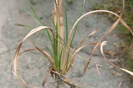 Image result for Andropogon schirensis