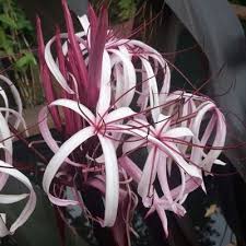 Image result for Crinum aurantiacum