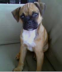 Jug Dog Breed Information And Pictures